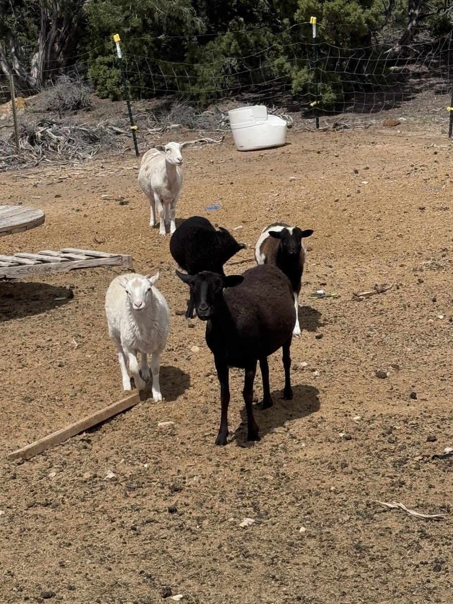 5 hair sheep
