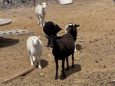 5 hair sheep