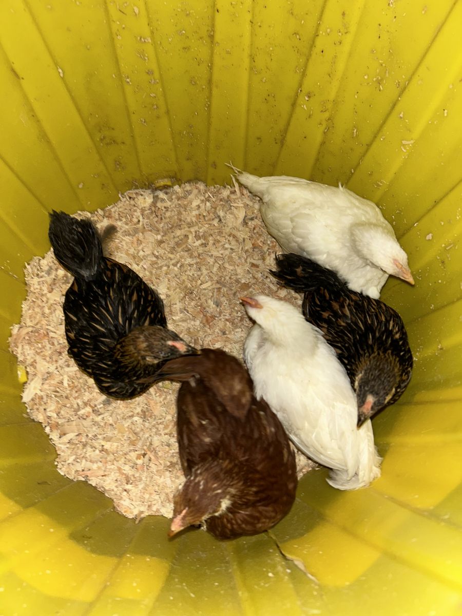 Chickens