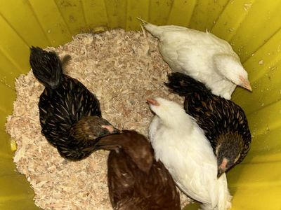 Chickens