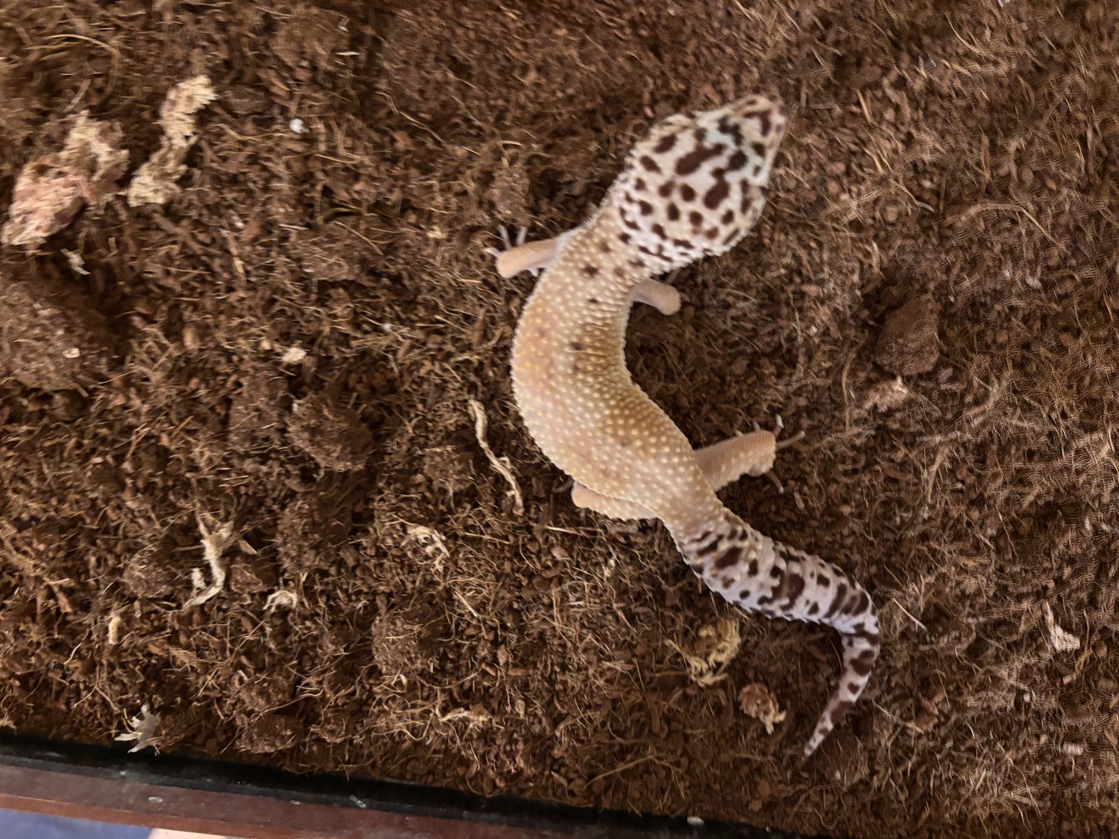 Adult Leopard Gecko! Supplies/Aquarium included