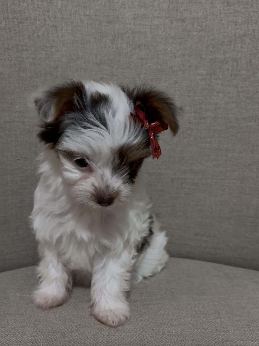 Teacup Purebred Female Yorkie