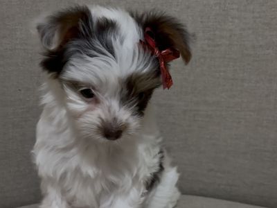 Teacup Purebred Female Yorkie