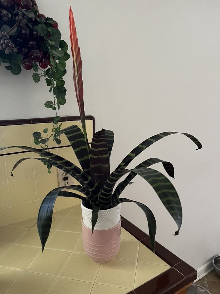 Plant