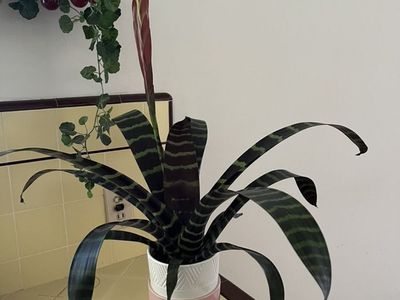 Plant