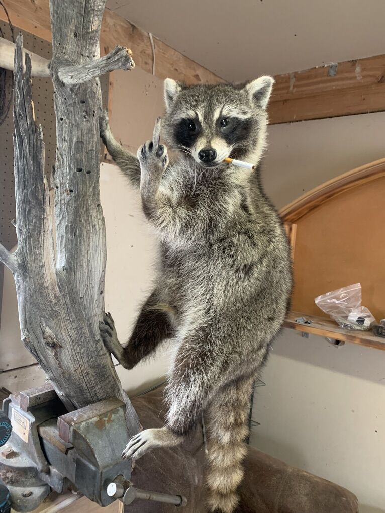 Raccoon lifsize Mount