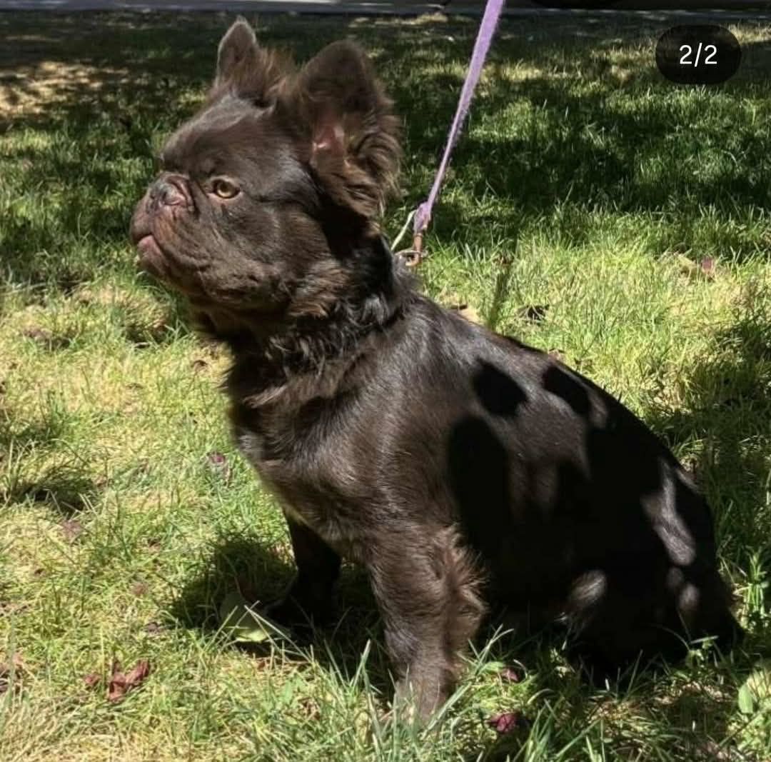 AKC Fluffy French bulldog 