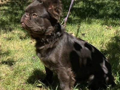 AKC Fluffy French bulldog