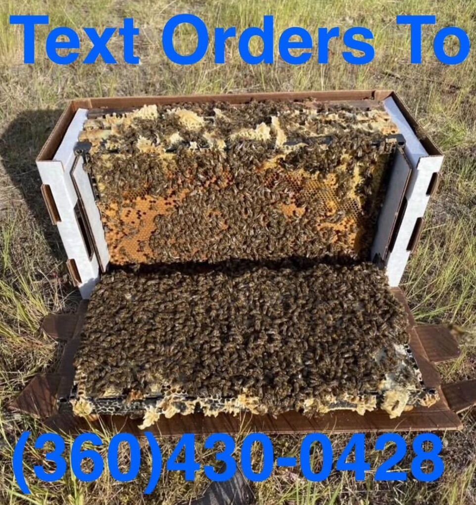 5 Frame Nucleus Bees Nucs