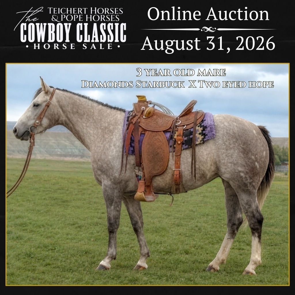 3 Year Old Kind And Athletic AQHA Mare