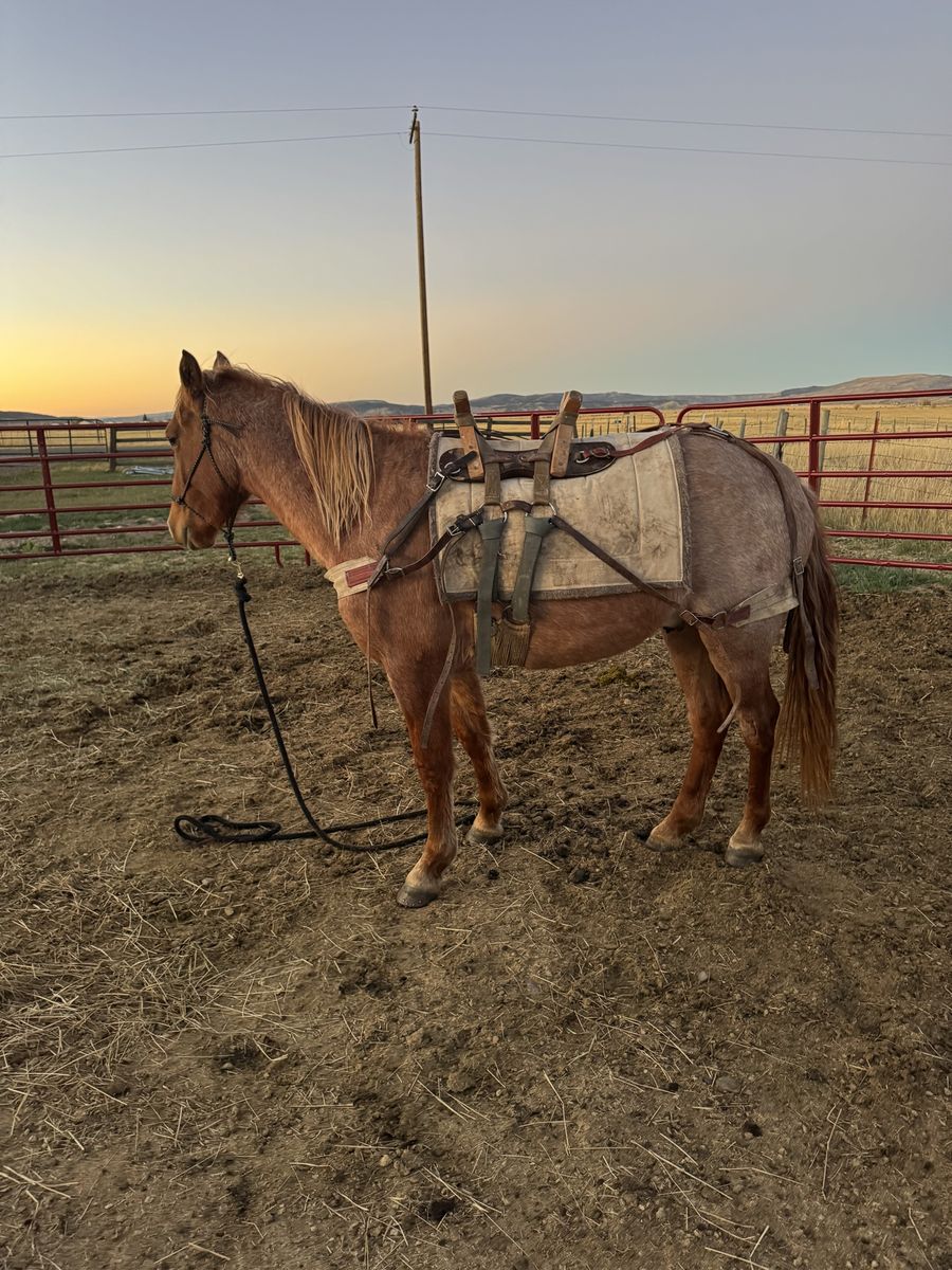2 unregistered mustangs