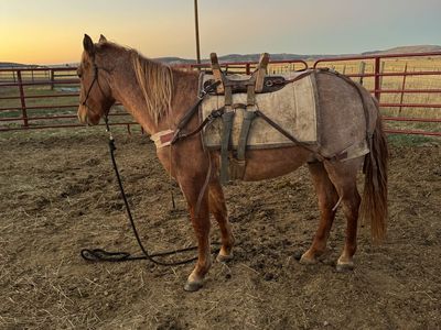 2 unregistered mustangs