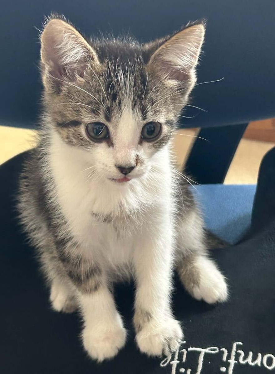 A163587 Pepper is Available for Adoption!
