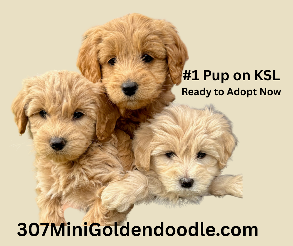 Premium Mini Goldendoodles