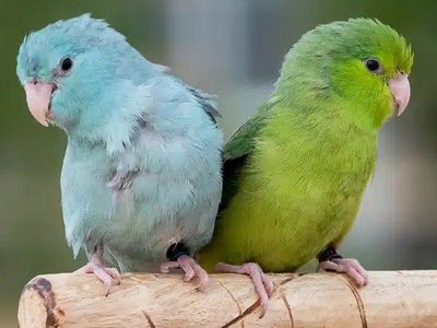 parrotlets, $200 each