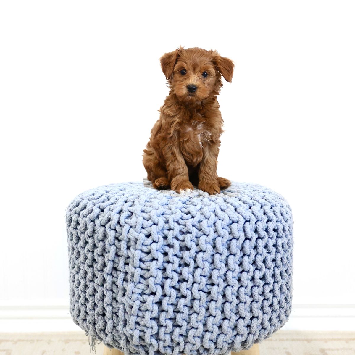 Obedience, Potty, Crate Trained Micro/Petite Goldendoodle Male