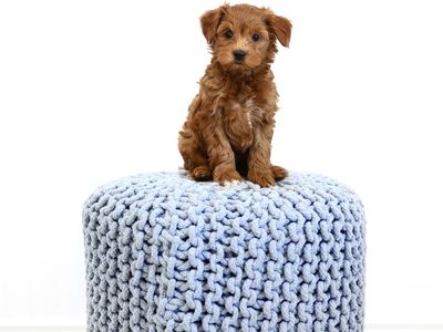 Obedience, Potty, Crate Trained Micro/Petite Goldendoodle Male