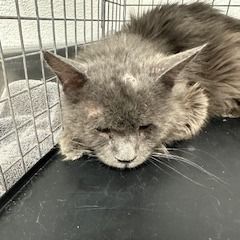 Hello my name is Legion