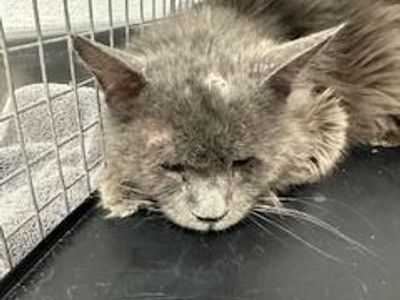 Hello my name is Legion