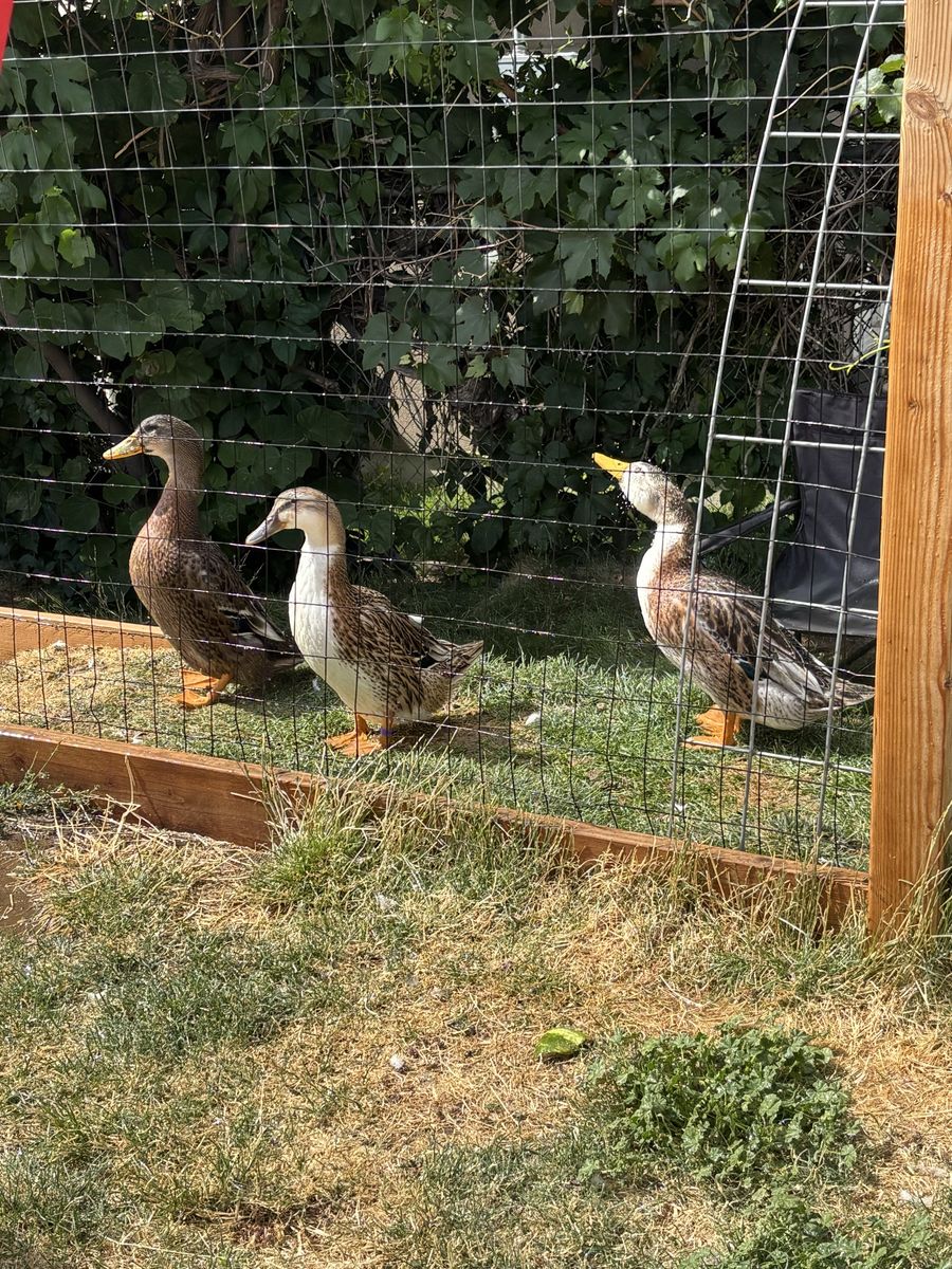Four Live Ducks - Healthy & Active Fowl for Farm or Pet