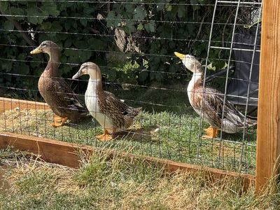 Four Live Ducks - Healthy & Active Fowl for Farm or Pet
