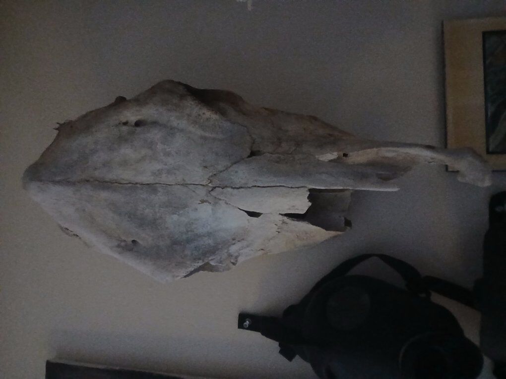 Cow Skull with no horns