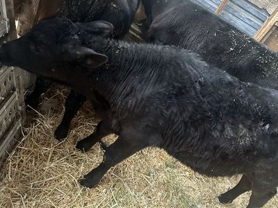 Angus heifer Calf