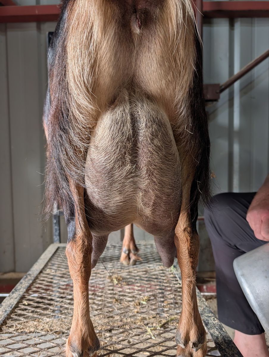 Mini Lamancha doelings and buckling great milk lines