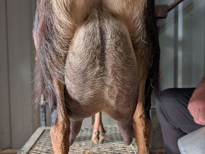 Mini Lamancha doelings and buckling great milk lines