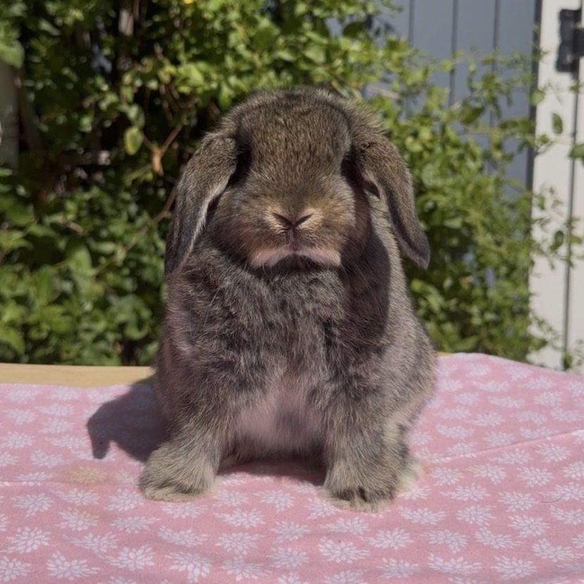 Chestnut Holland Lop Does - Pedigreed