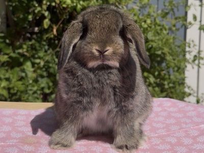Chestnut Holland Lop Does - Pedigreed