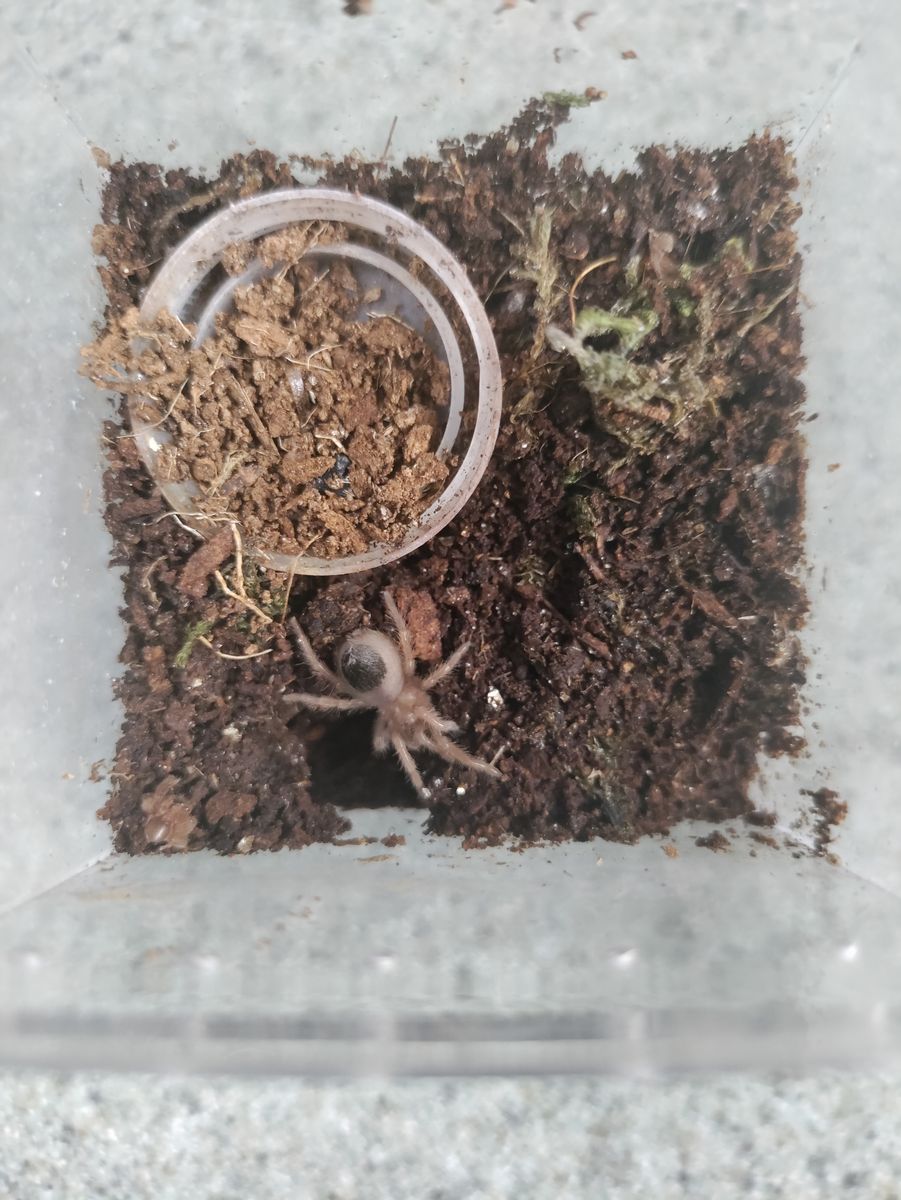 Tarantula B. Emillia