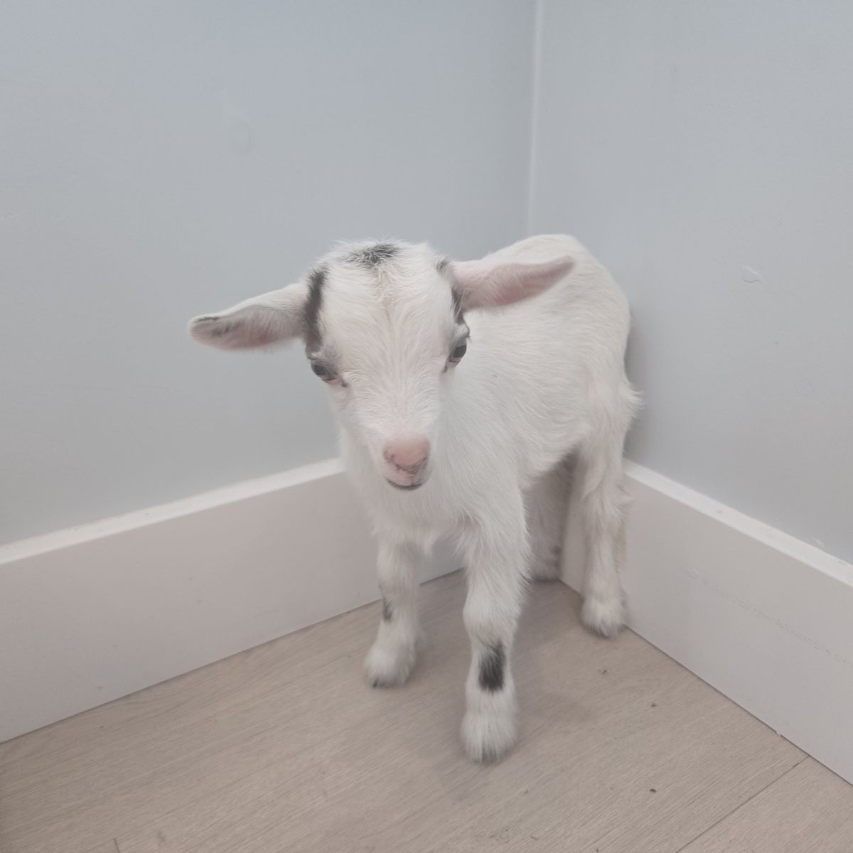Blue Eyed Nigerian Dwarf Goat Doeling – Ready July 28th