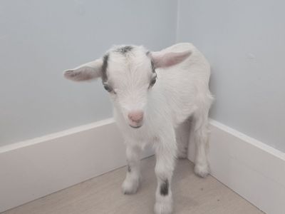 Blue Eyed Nigerian Dwarf Goat Doeling – Ready July 28th