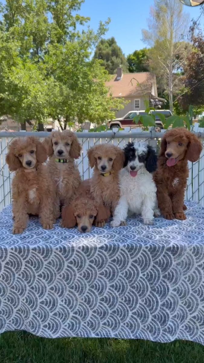 AKC Mini/Moyen Poodles Ready To Go!