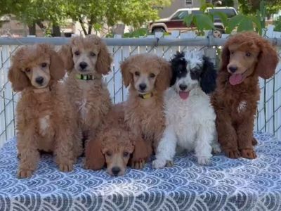 AKC Mini/Moyen Poodles Ready To Go!