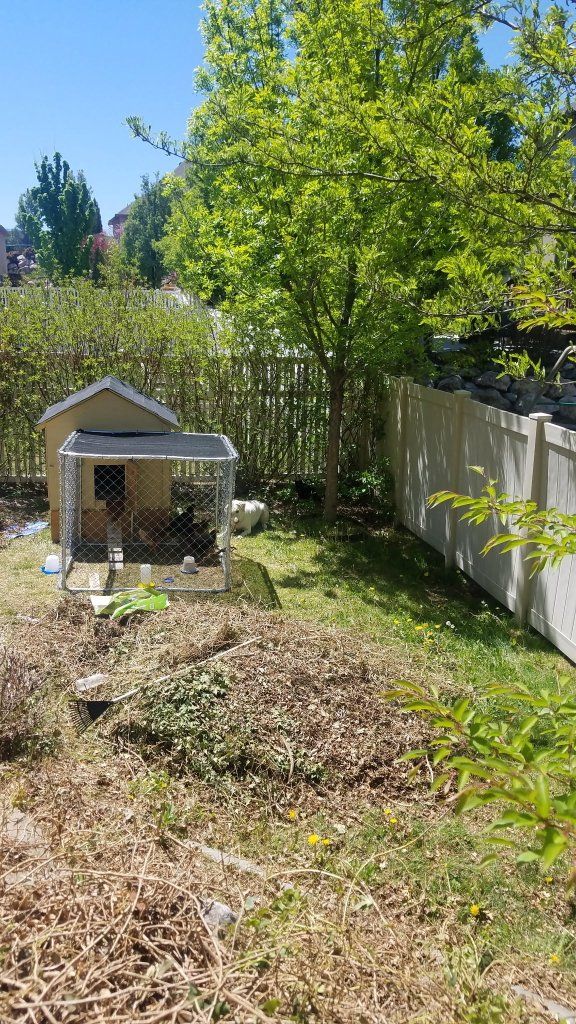 Chicken Coop and Feeders