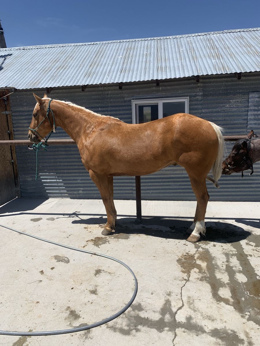 10 year palomino gelding