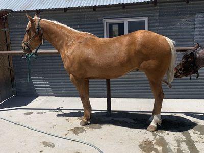 10 year palomino gelding