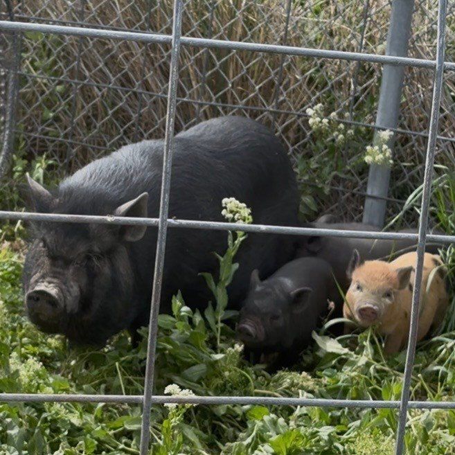 Female Potbelly Pig