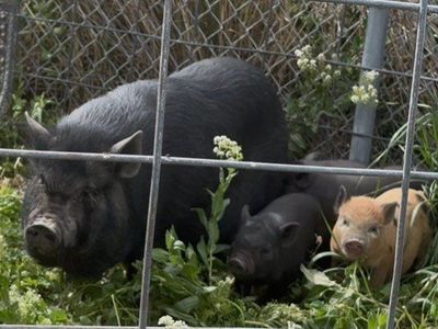 Female Potbelly Pig