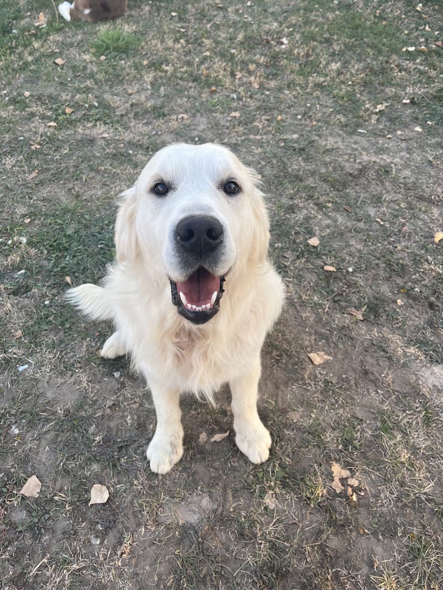 English Cream Golden Retriever Male Stud