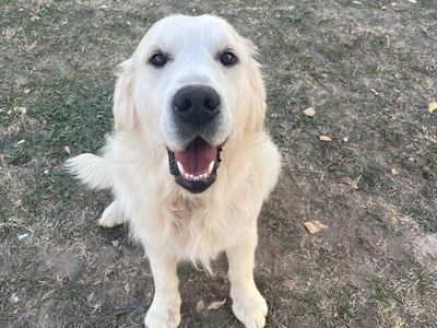 English Cream Golden Retriever Male Stud