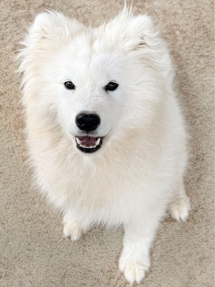 AKC Female Samoyed breeding prospect