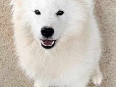 AKC Female Samoyed breeding prospect