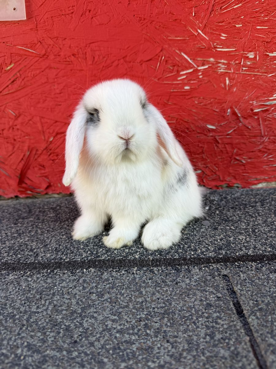 Sweet Purebred Holland Lop 