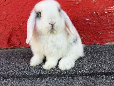 Sweet Purebred Holland Lop