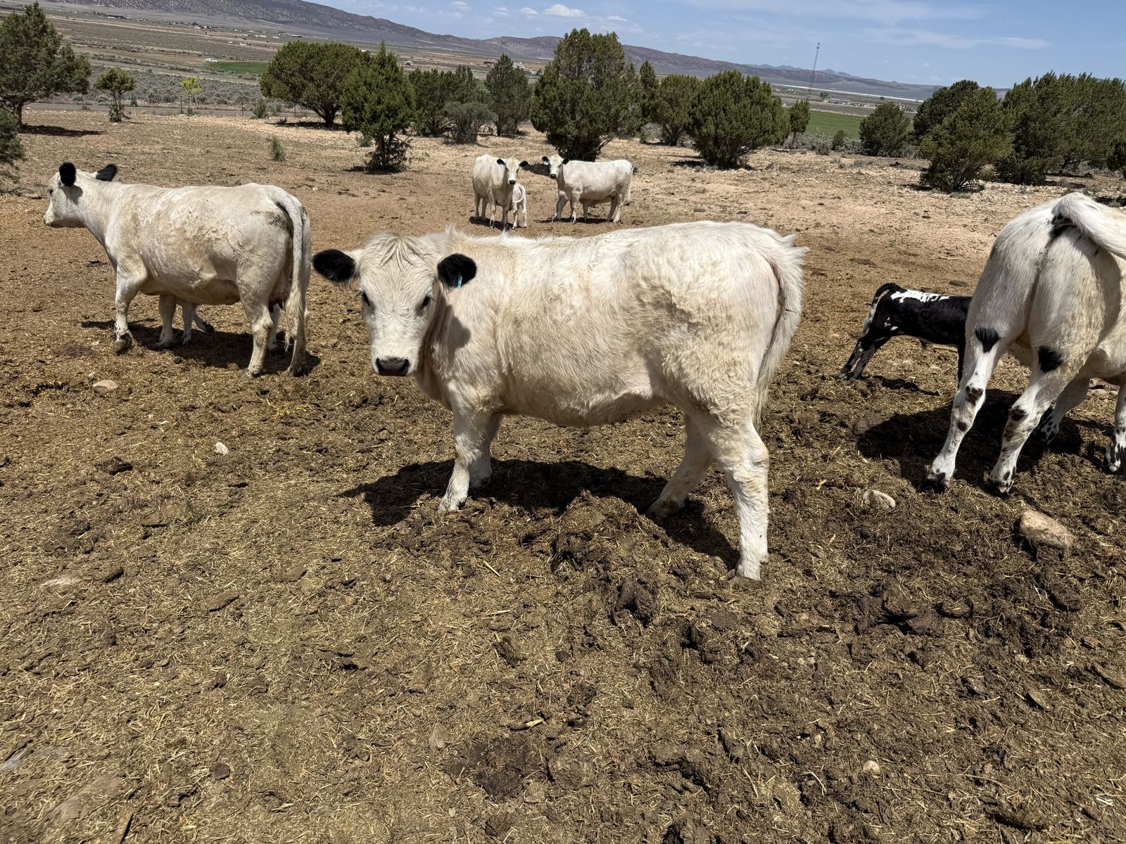 British White/ Highlander Heifer
