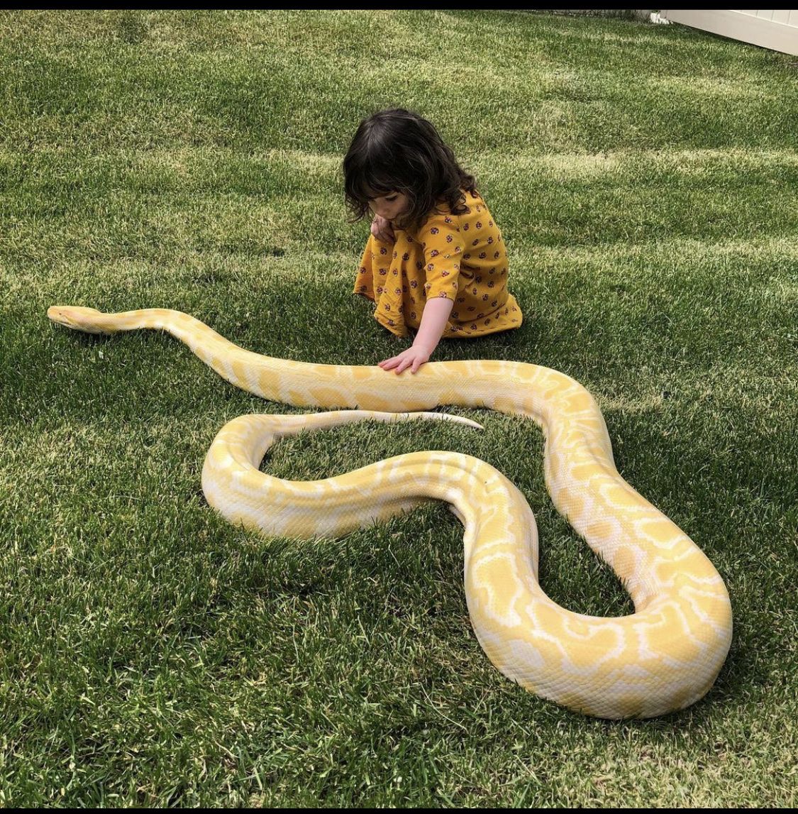 2014 Female Albino Burmese