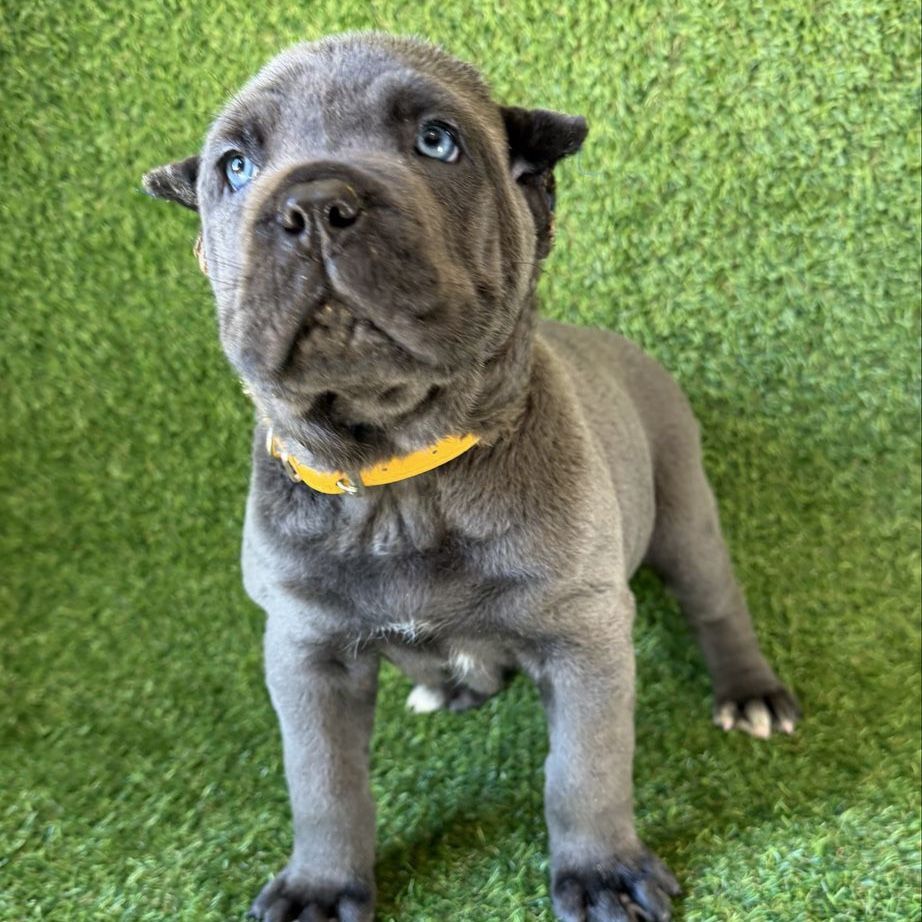 AKC Blue Female Cane Corso Pppy